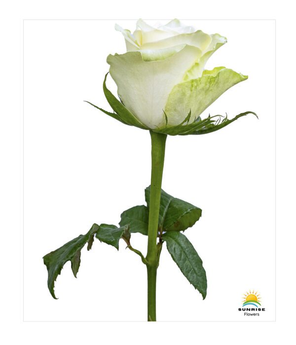 Athena - Image 2