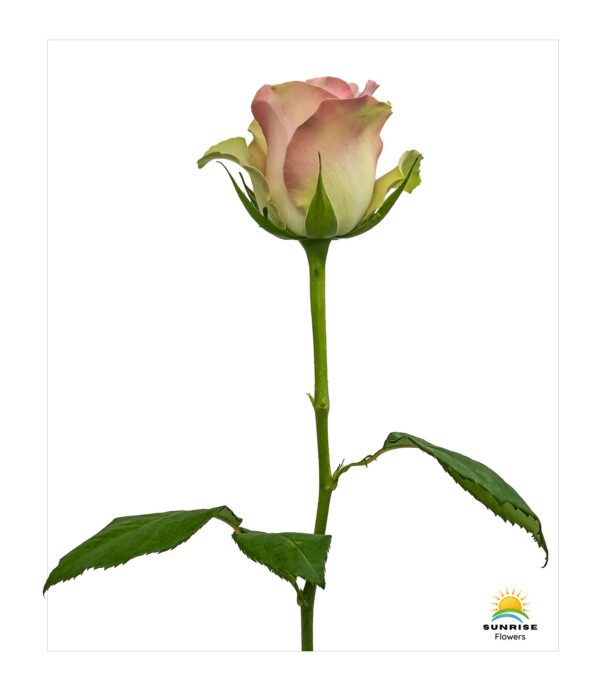 Belle Rose - Image 2