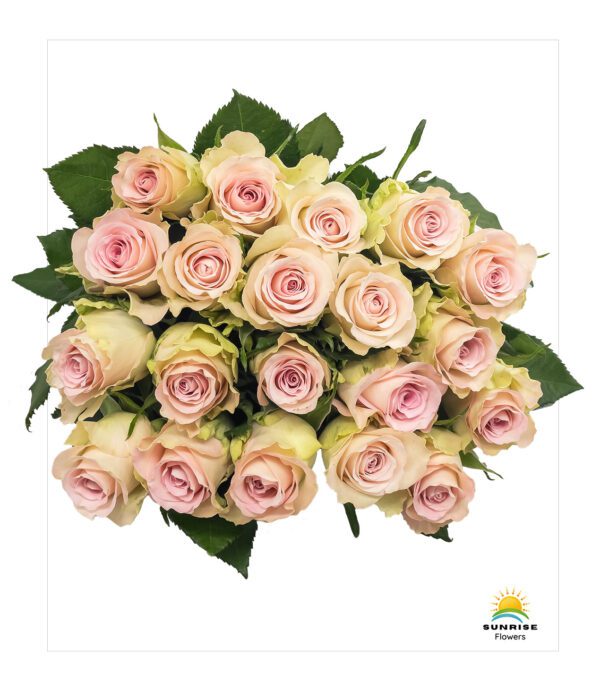 Belle Rose - Image 3