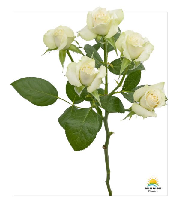 Cream Irischka - Image 2