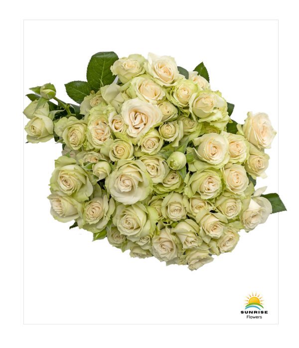 Cream Irischka - Image 3