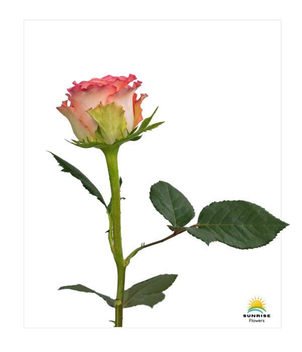 Duett - Image 2