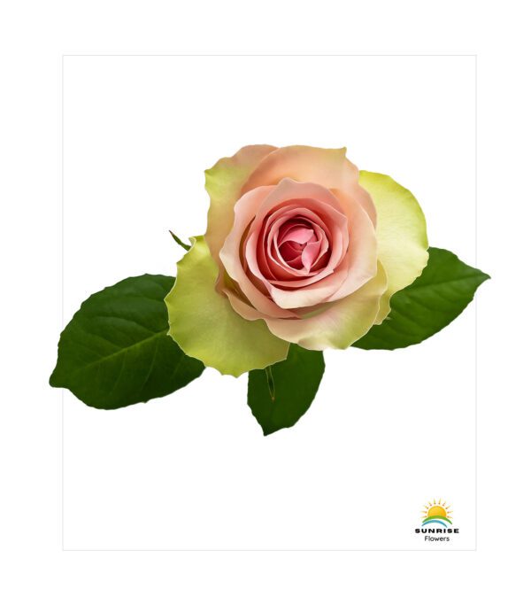Belle Rose