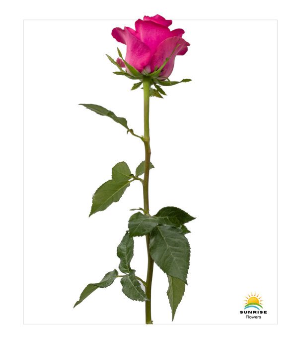 Good Vibes - Image 2