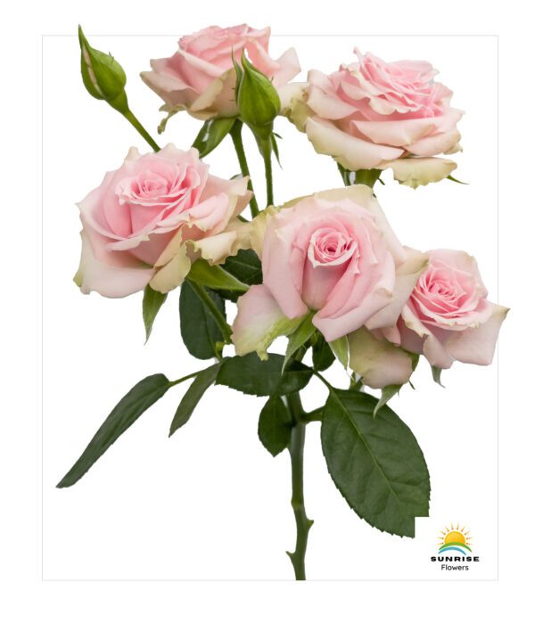 Pink Irischka - Image 2