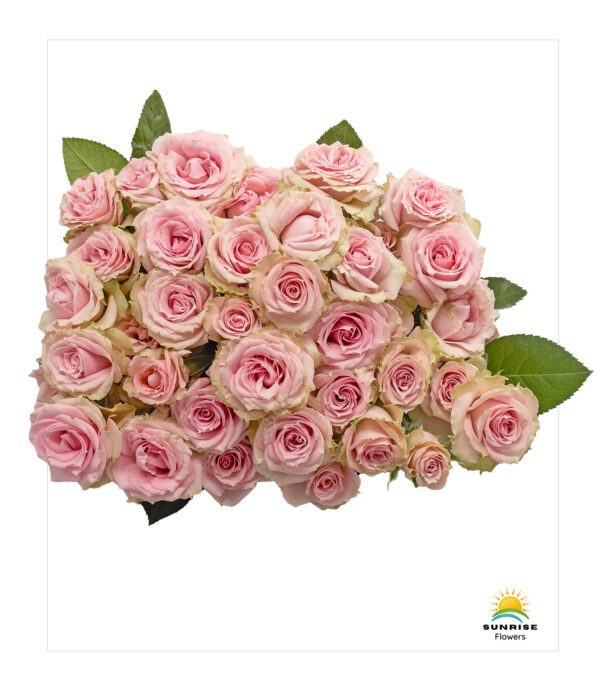 Pink Irischka - Image 3