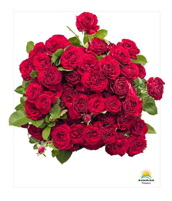Red Trendsetter - Image 3