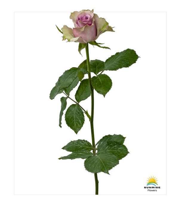 Samantha Bridal - Image 2