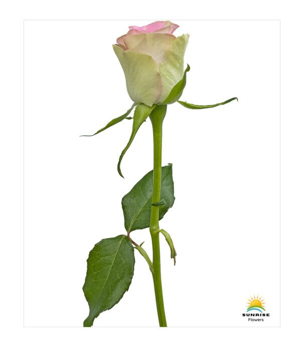 Lovely Jewel - Image 2