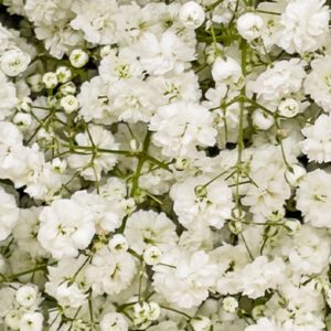 Gypsophila