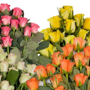 Intermediate/Mid Elevation