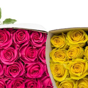 T-Hybrid/High elevation